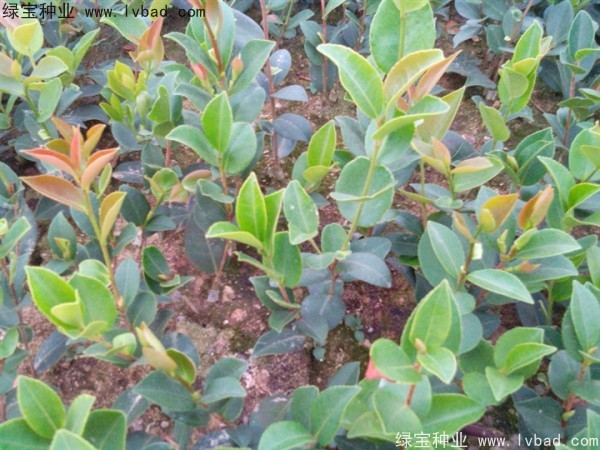 <a href='http://www.njszjj.com/linmuzhongzi/2252.html' target='_blank'>油茶種子</a>
