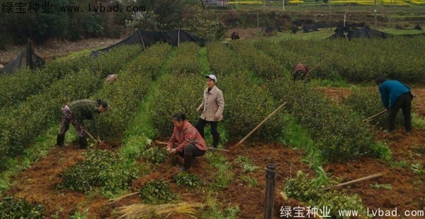 <a href='http://www.njszjj.com/linmuzhongzi/2252.html' target='_blank'>油茶種子</a>