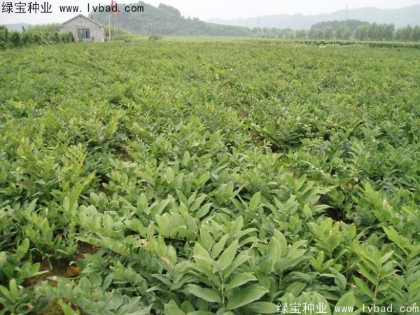 玉竹<a href='http://www.njszjj.com/' target='_blank'>種子</a>