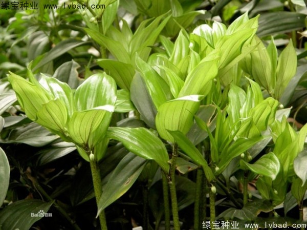 <a href='http://www.njszjj.com/linmuzhongzi/2254.html' target='_blank'>玉竹種子</a>
