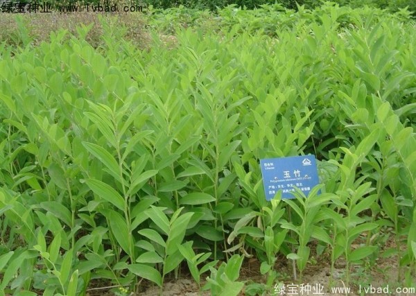 <a href='http://www.njszjj.com/linmuzhongzi/2254.html' target='_blank'>玉竹種子</a>