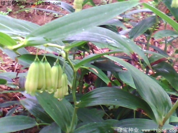 <a href='http://www.njszjj.com/linmuzhongzi/2254.html' target='_blank'>玉竹種子</a>