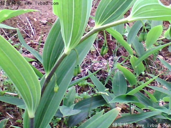 玉竹<a href='http://www.njszjj.com/' target='_blank'>種子</a>