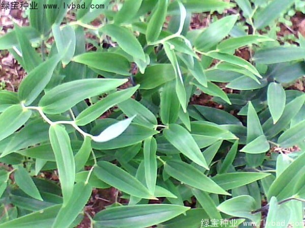 玉竹<a href='http://www.njszjj.com/' target='_blank'>種子</a>