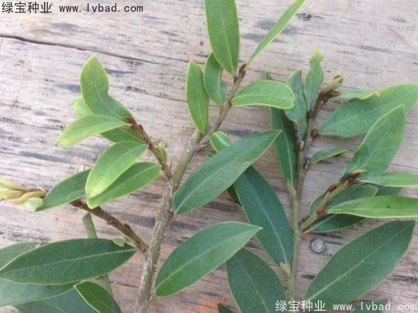 <a href='http://www.njszjj.com/linmuzhongzi/2255.html' target='_blank'>蚊母種子</a>