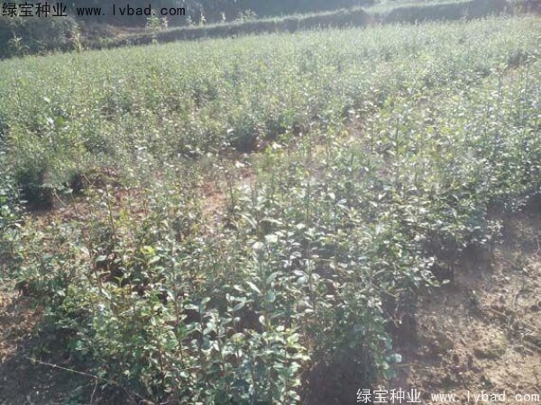 <a href='http://www.njszjj.com/linmuzhongzi/2257.html' target='_blank'>金彈子種子</a>