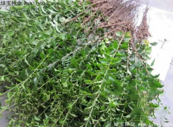 <a href='http://www.njszjj.com/linmuzhongzi/2257.html' target='_blank'>金彈子種子</a>