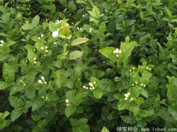 <a href='http://www.njszjj.com/linmuzhongzi/2258.html' target='_blank'>茉莉花種子</a>