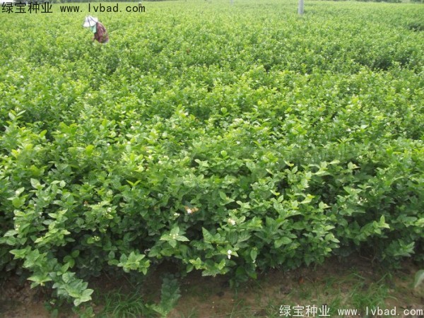 茉莉花<a href='http://www.njszjj.com/' target='_blank'>種子</a>