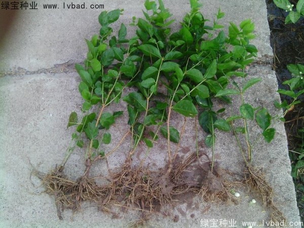 <a href='http://www.njszjj.com/linmuzhongzi/2258.html' target='_blank'>茉莉花種子</a>