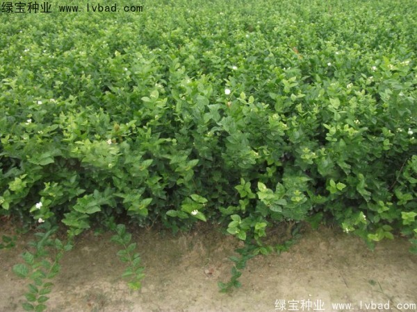 茉莉花<a href='http://www.njszjj.com/' target='_blank'>種子</a>