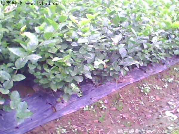 茉莉花<a href='http://www.njszjj.com/' target='_blank'>種子</a>