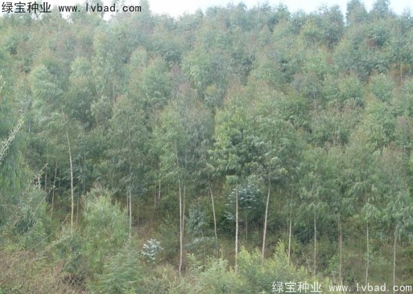 <a href='http://www.njszjj.com/linmuzhongzi/2259.html' target='_blank'>桉樹種子</a>