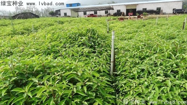 <a href='http://www.njszjj.com/linmuzhongzi/2259.html' target='_blank'>桉樹種子</a>