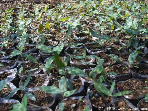 <a href='http://www.njszjj.com/linmuzhongzi/2259.html' target='_blank'>桉樹</a><a href='http://www.njszjj.com/' target='_blank'>種子</a>