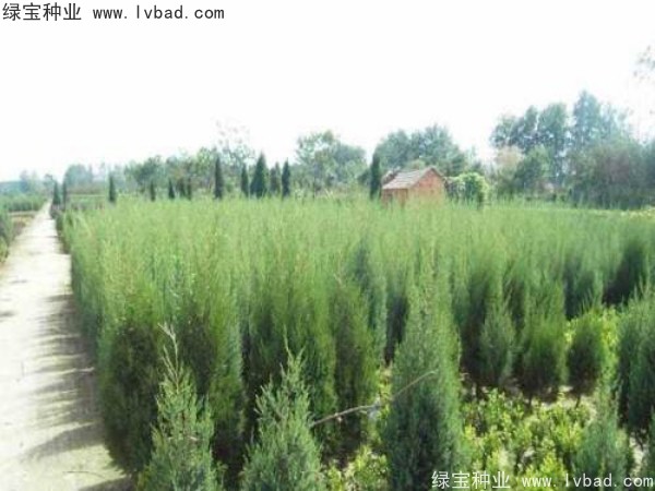 柏木<a href='http://www.njszjj.com/' target='_blank'>種子</a>