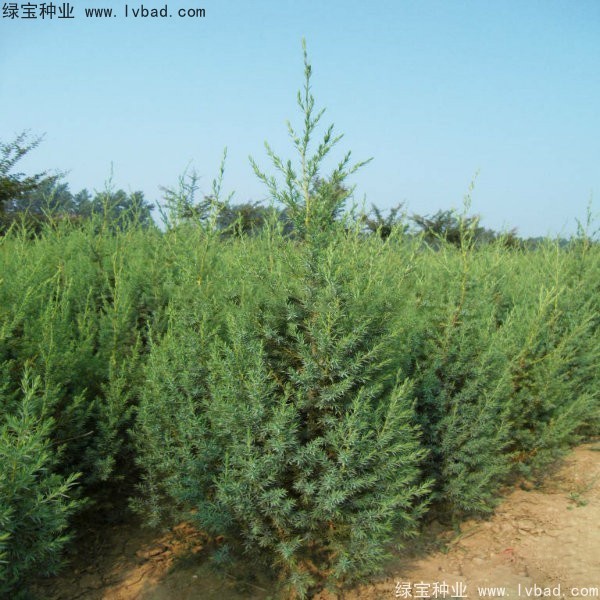<a href='http://www.njszjj.com/linmuzhongzi/2260.html' target='_blank'>柏木種子</a>