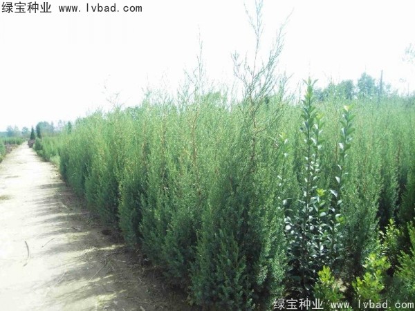 <a href='http://www.njszjj.com/linmuzhongzi/2260.html' target='_blank'>柏木種子</a>