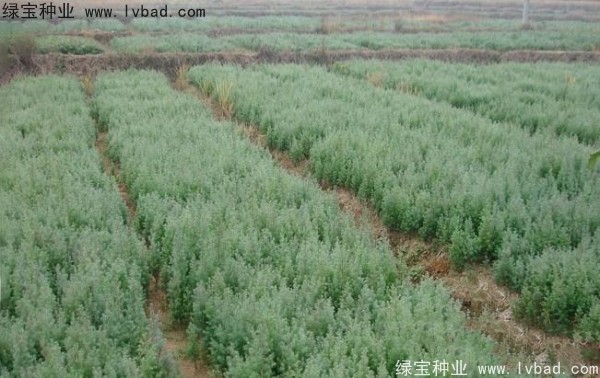 <a href='http://www.njszjj.com/linmuzhongzi/2260.html' target='_blank'>柏木種子</a>