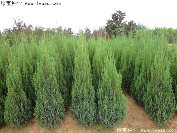 柏木<a href='http://www.njszjj.com/' target='_blank'>種子</a>