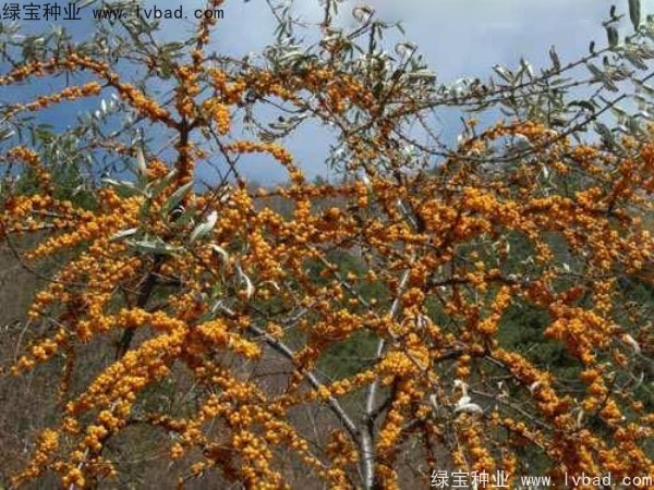 <a href='http://www.njszjj.com/linmuzhongzi/2261.html' target='_blank'>刺柳種子</a>