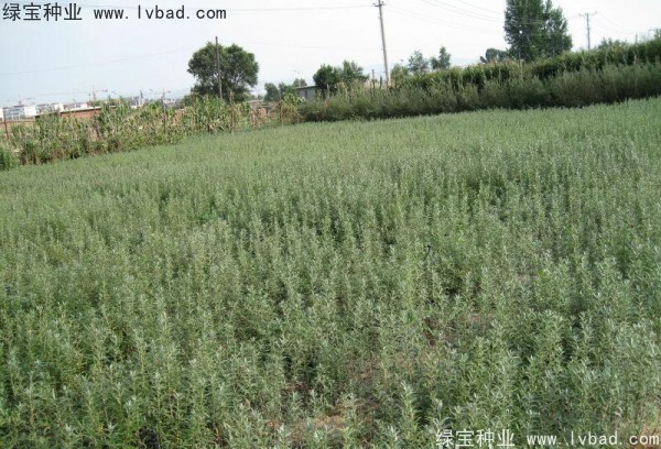 刺柳<a href='http://www.njszjj.com/' target='_blank'>種子</a>