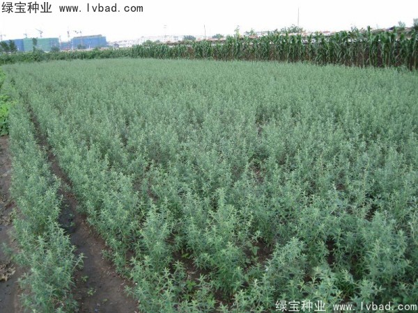 <a href='http://www.njszjj.com/linmuzhongzi/2261.html' target='_blank'>刺柳種子</a>