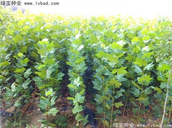 <a href='http://www.njszjj.com/linmuzhongzi/2262.html' target='_blank'>法桐種子</a>