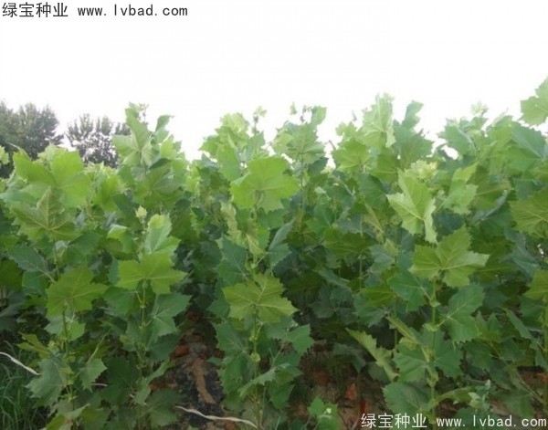 <a href='http://www.njszjj.com/linmuzhongzi/2262.html' target='_blank'>法桐種子</a>