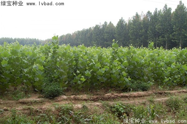 <a href='http://www.njszjj.com/linmuzhongzi/2262.html' target='_blank'>法桐</a>