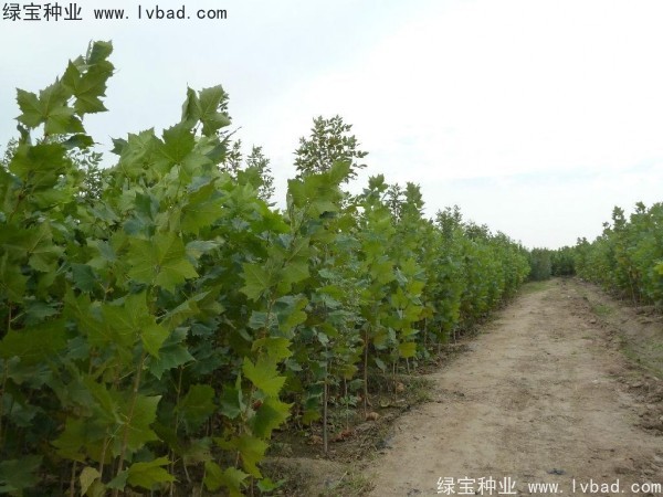 法桐<a href='http://www.njszjj.com/' target='_blank'>種子</a>