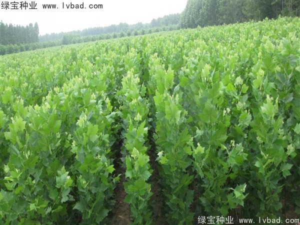 <a href='http://www.njszjj.com/linmuzhongzi/2262.html' target='_blank'>法桐種子</a>
