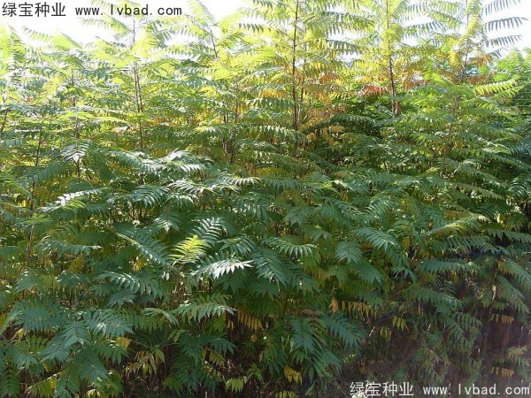 <a href='http://www.njszjj.com/linmuzhongzi/2263.html' target='_blank'>火炬種子</a>