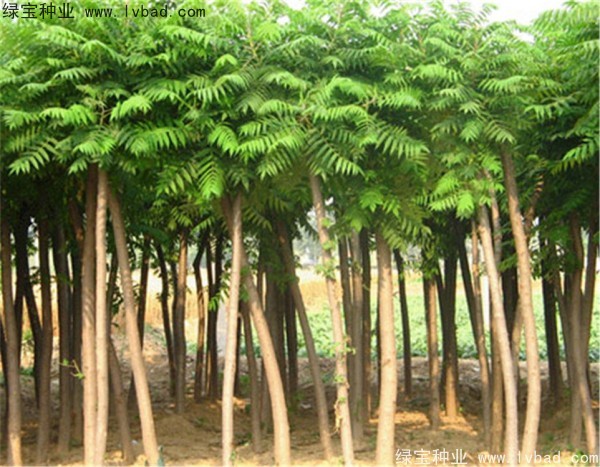 <a href='http://www.njszjj.com/linmuzhongzi/2263.html' target='_blank'>火炬種子</a>