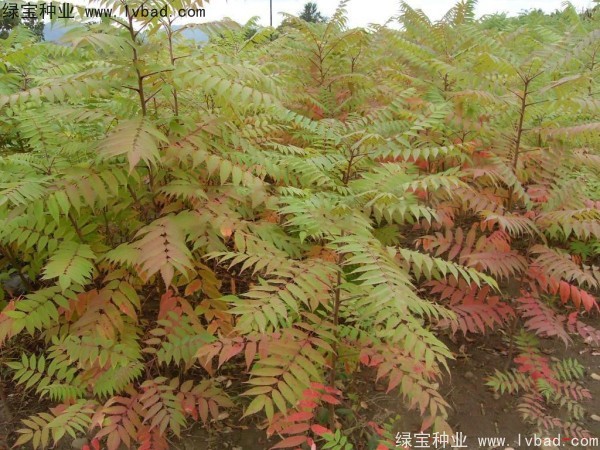 火炬<a href='http://www.njszjj.com/' target='_blank'>種子</a>