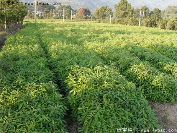 <a href='http://www.njszjj.com/linmuzhongzi/2265.html' target='_blank'>木荷</a><a href='http://www.njszjj.com/' target='_blank'>種子</a>
