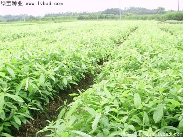 <a href='http://www.njszjj.com/linmuzhongzi/2265.html' target='_blank'>木荷種子</a>
