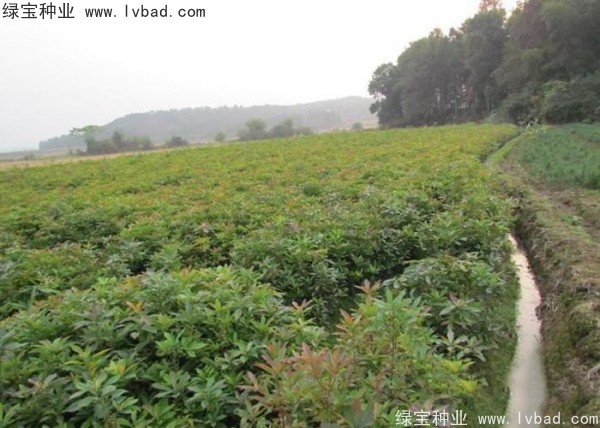 <a href='http://www.njszjj.com/linmuzhongzi/2265.html' target='_blank'>木荷種子</a>