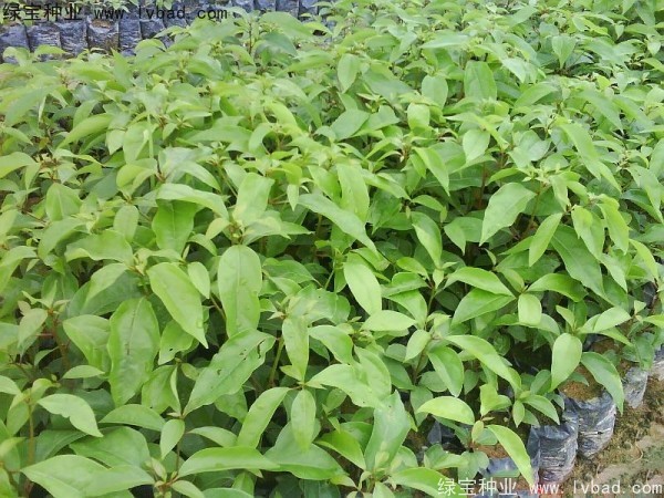 木荷<a href='http://www.njszjj.com/' target='_blank'>種子</a>
