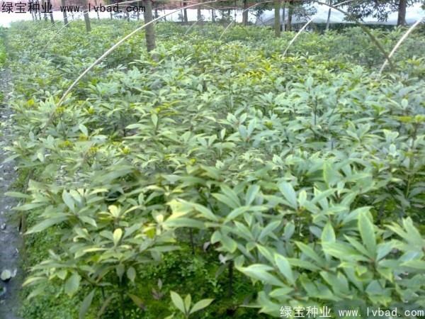 楠木<a href='http://www.njszjj.com/' target='_blank'>種子</a>