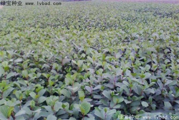 <a href='http://www.njszjj.com/linmuzhongzi/2268.html' target='_blank'>榿木</a><a href='http://www.njszjj.com/' target='_blank'>種子</a>