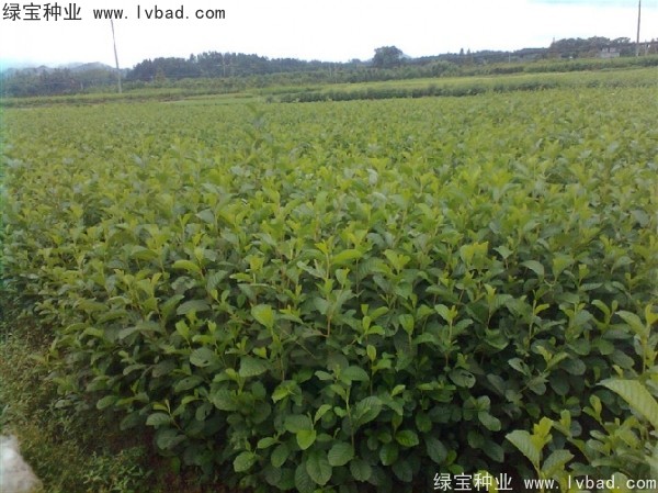 榿木<a href='http://www.njszjj.com/' target='_blank'>種子</a>