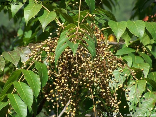 <a href='http://www.njszjj.com/linmuzhongzi/2269.html' target='_blank'>漆樹(shù)</a><a href='http://www.njszjj.com/' target='_blank'>種子</a>