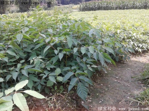 <a href='http://www.njszjj.com/linmuzhongzi/2269.html' target='_blank'>漆樹(shù)種子</a>