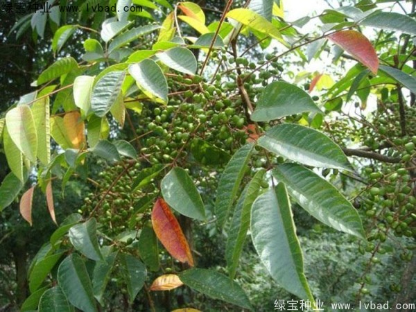 漆樹(shù)<a href='http://www.njszjj.com/' target='_blank'>種子</a>