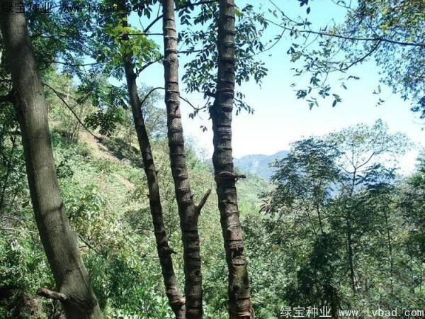 漆樹(shù)<a href='http://www.njszjj.com/' target='_blank'>種子</a>