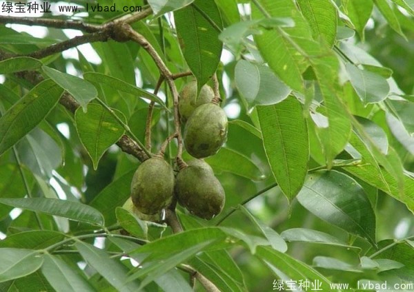 漆樹(shù)種子