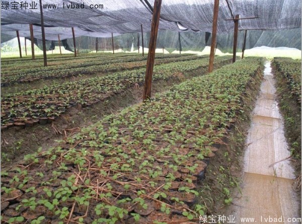 秋楓<a href='http://www.njszjj.com/' target='_blank'>種子</a>