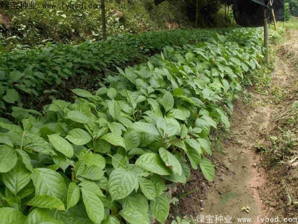 <a href='http://www.njszjj.com/linmuzhongzi/2270.html' target='_blank'>秋楓種子</a>