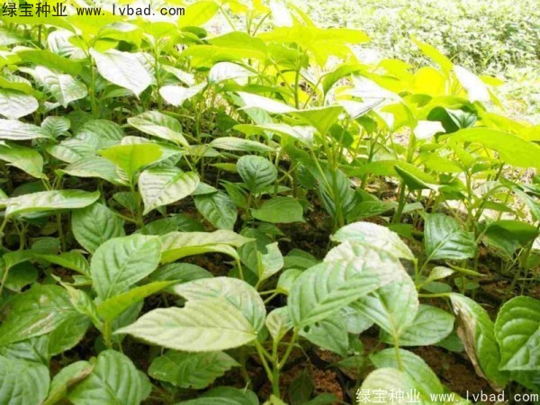 <a href='http://www.njszjj.com/linmuzhongzi/2270.html' target='_blank'>秋楓種子</a>